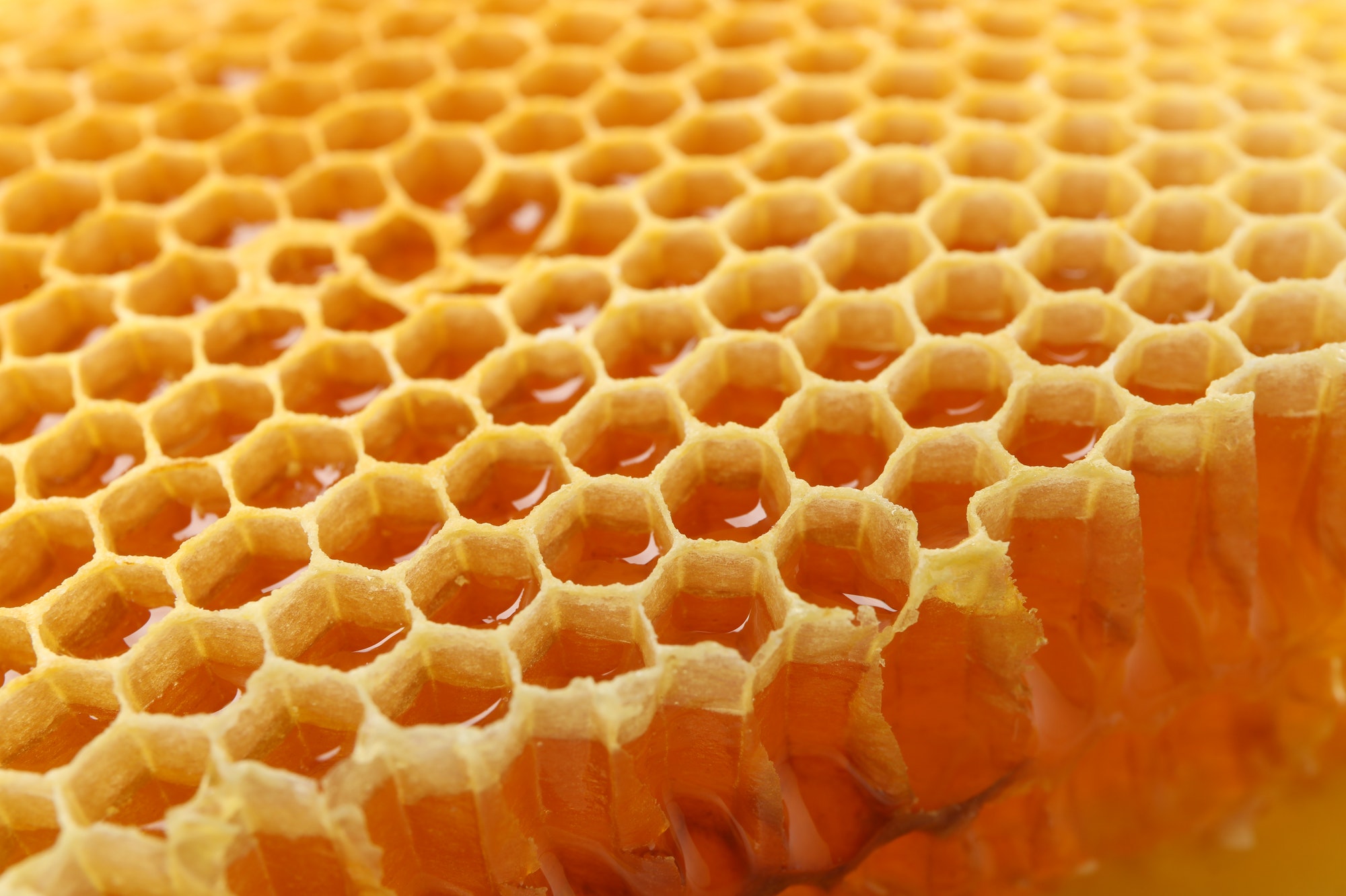 fresh honeycomb on whole background close up